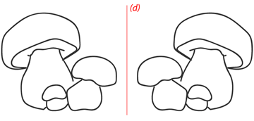 Symétrie axiale