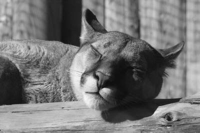 puma en gris