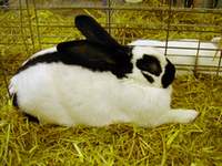 lapin géant papillon français