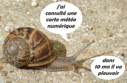 escargot prévoyant