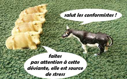 vaches conformistes et déviante