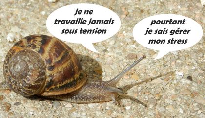 escargot sans stress