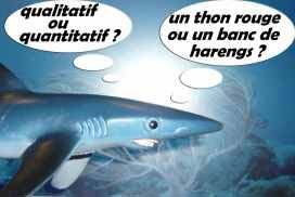 requin