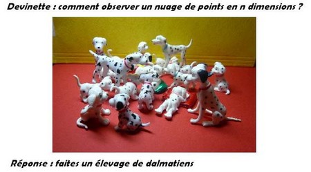 élevage de dalmatiens