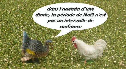 dindon et coq