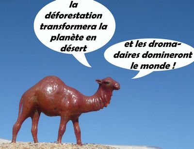 dromadaire