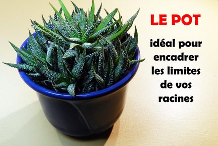 racines en pot