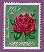rose