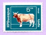 vache